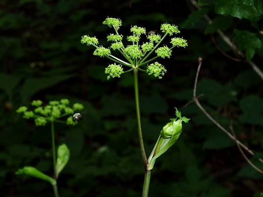{Angelica triquinata}